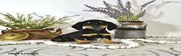 Miniature Dachshund dogs for sale: Darcy - Ad 4