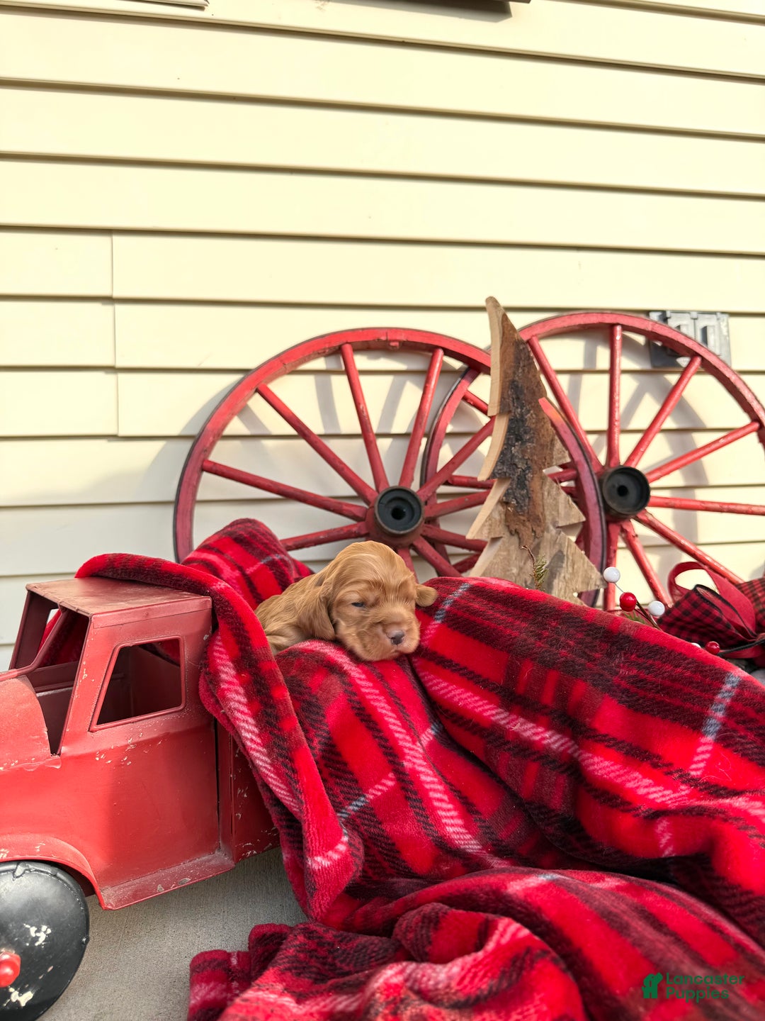 Cocker Spaniel dogs for sale: Archie - Ad 2