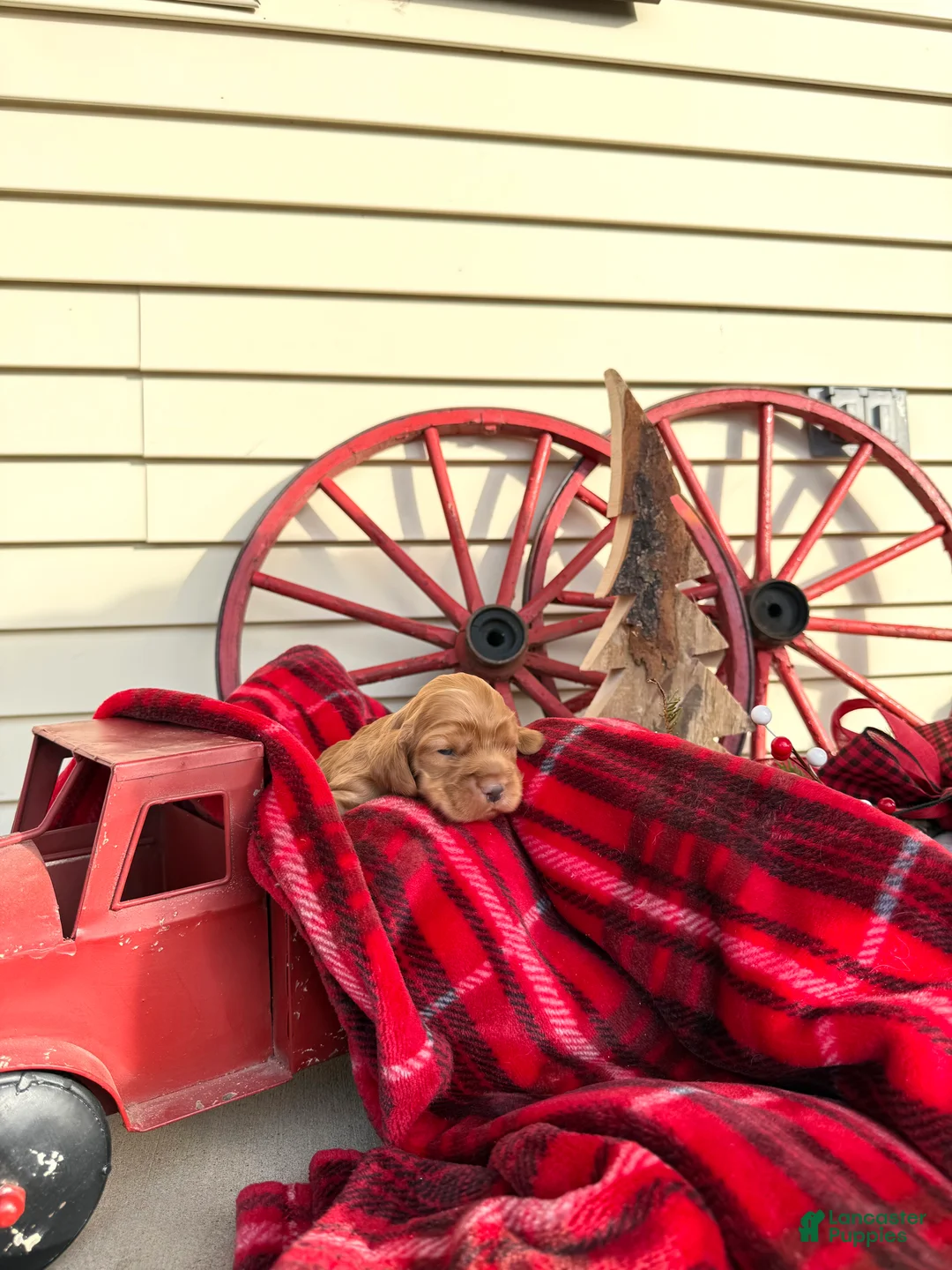 Cocker Spaniel dogs for sale: Archie - Ad 11