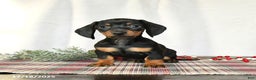 Miniature Dachshund dogs for sale: Scamper - Ad 2