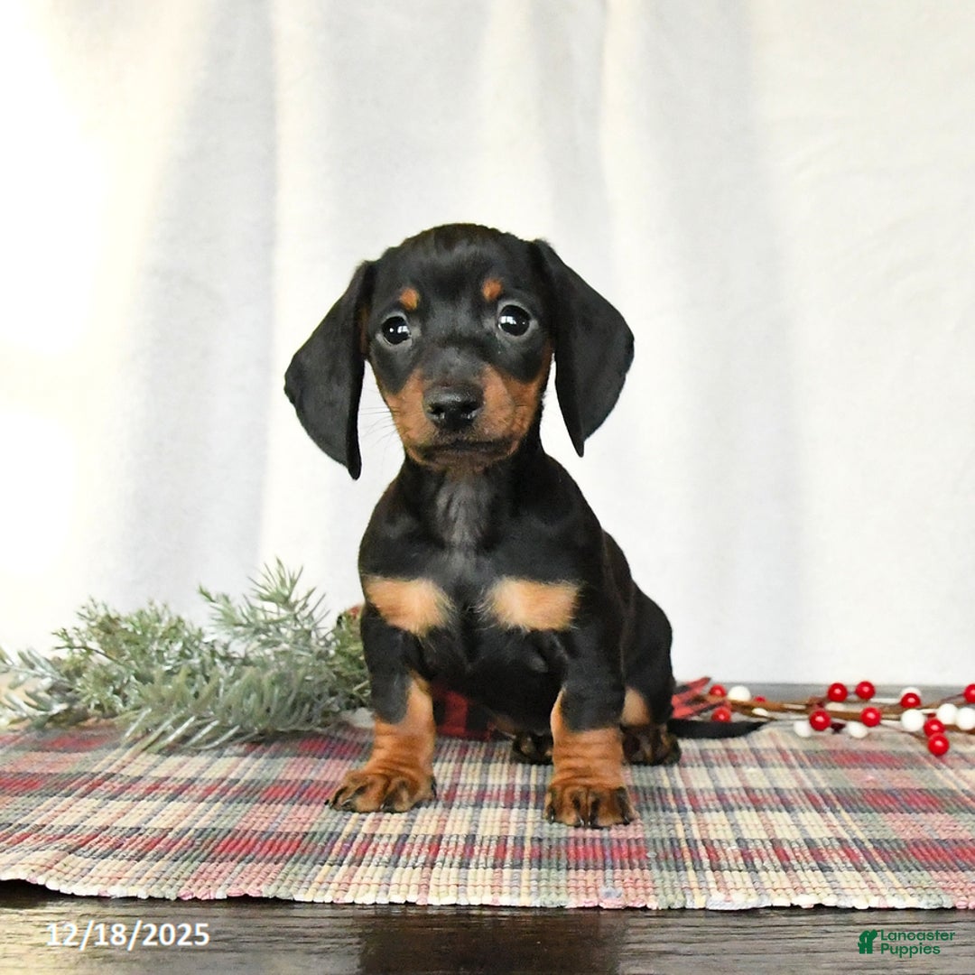 Miniature Dachshund dogs for sale: Scamper - Ad 2