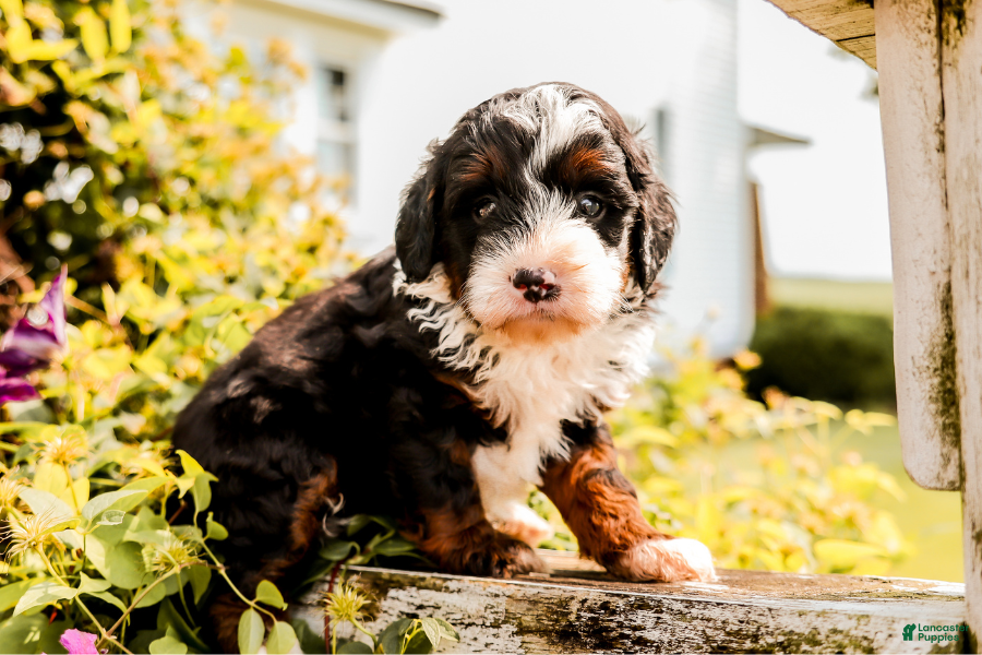 Greta (Doodle / designer cross, Female) in Hoagland, IN