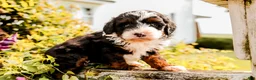Mini Bernedoodle dogs for sale: Greta - Ad 1