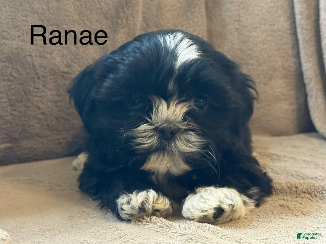 Shih Tzu dogs for sale: Ranae - Ad 1
