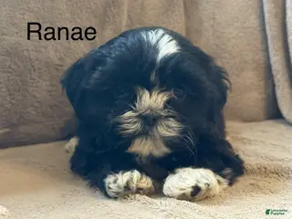 Shih Tzu dogs Ranae - Ad 39