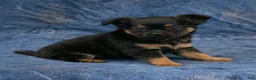 Chihuahua dogs for sale: Max - Ad 6