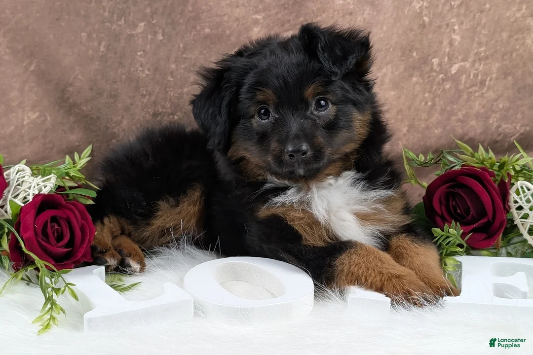 Toy Australian Shepherd dogs for sale: Bronson - Ad 5
