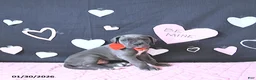 Great Dane dogs for sale: Lewis - Ad 5