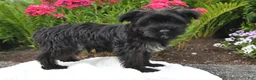 Yorkiepoo dogs for sale: Maverick - Ad 4