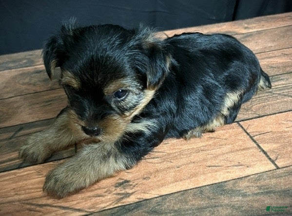 Yorkshire Terrier dogs Yorkshire Terrier 3 - Ad 2