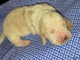 Basset Hound dogs - Ad 6