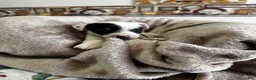 Chihuahua dogs for sale: Duncan - Ad 2