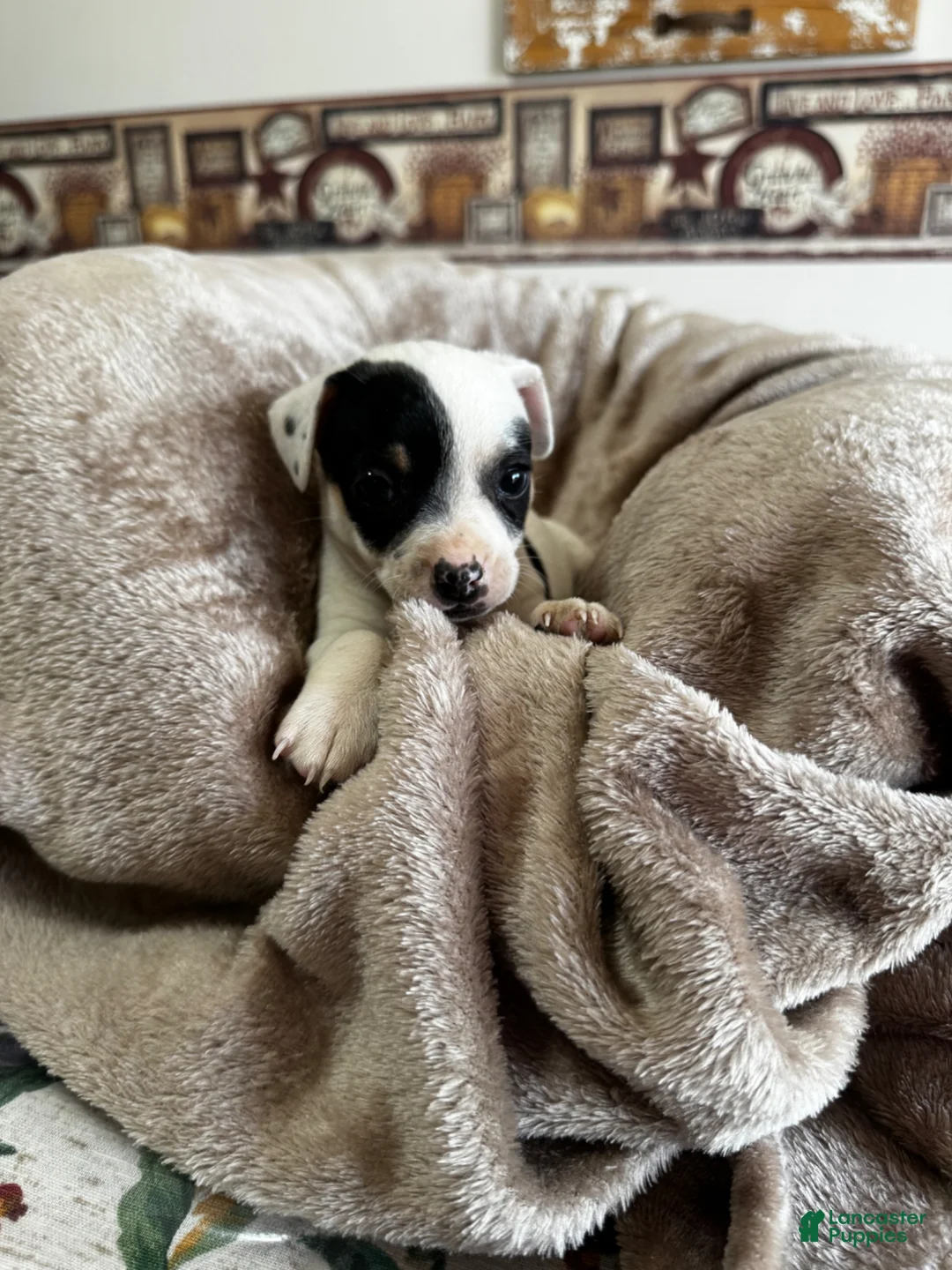 Chihuahua dogs for sale: Duncan - Ad 2