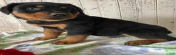 Rottweiler dogs for sale: Wolfgang - Ad 3