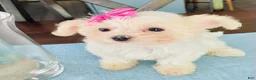 Maltese dogs for sale: Teacup Tenley - Ad 9