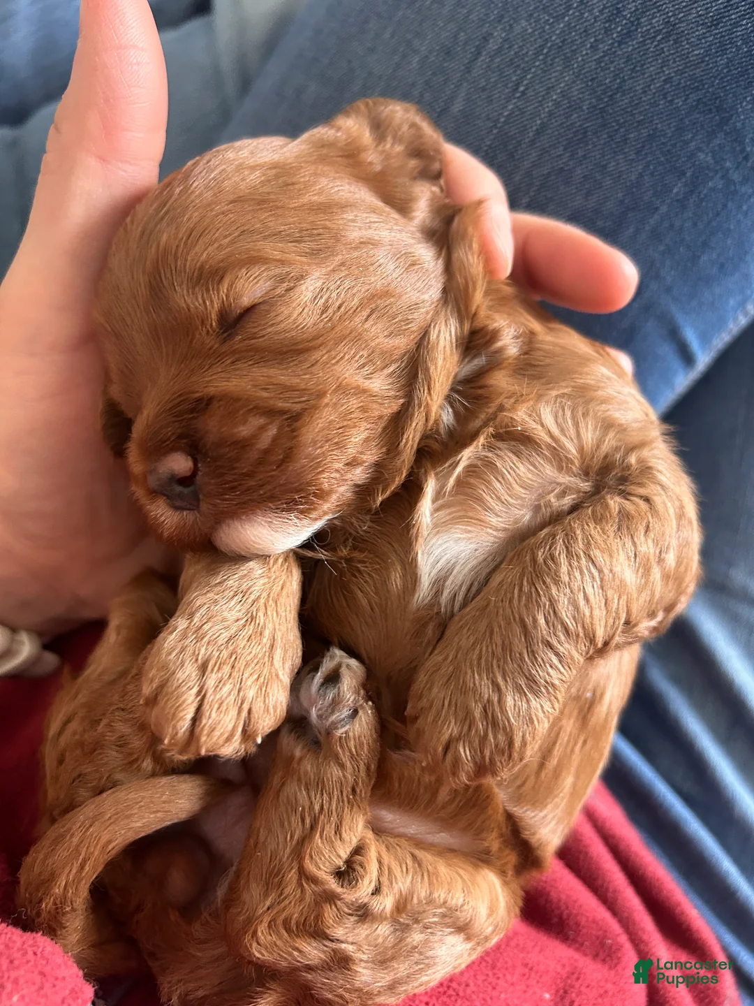 Mini Bernedoodle dogs for sale: Ivy - Ad 8