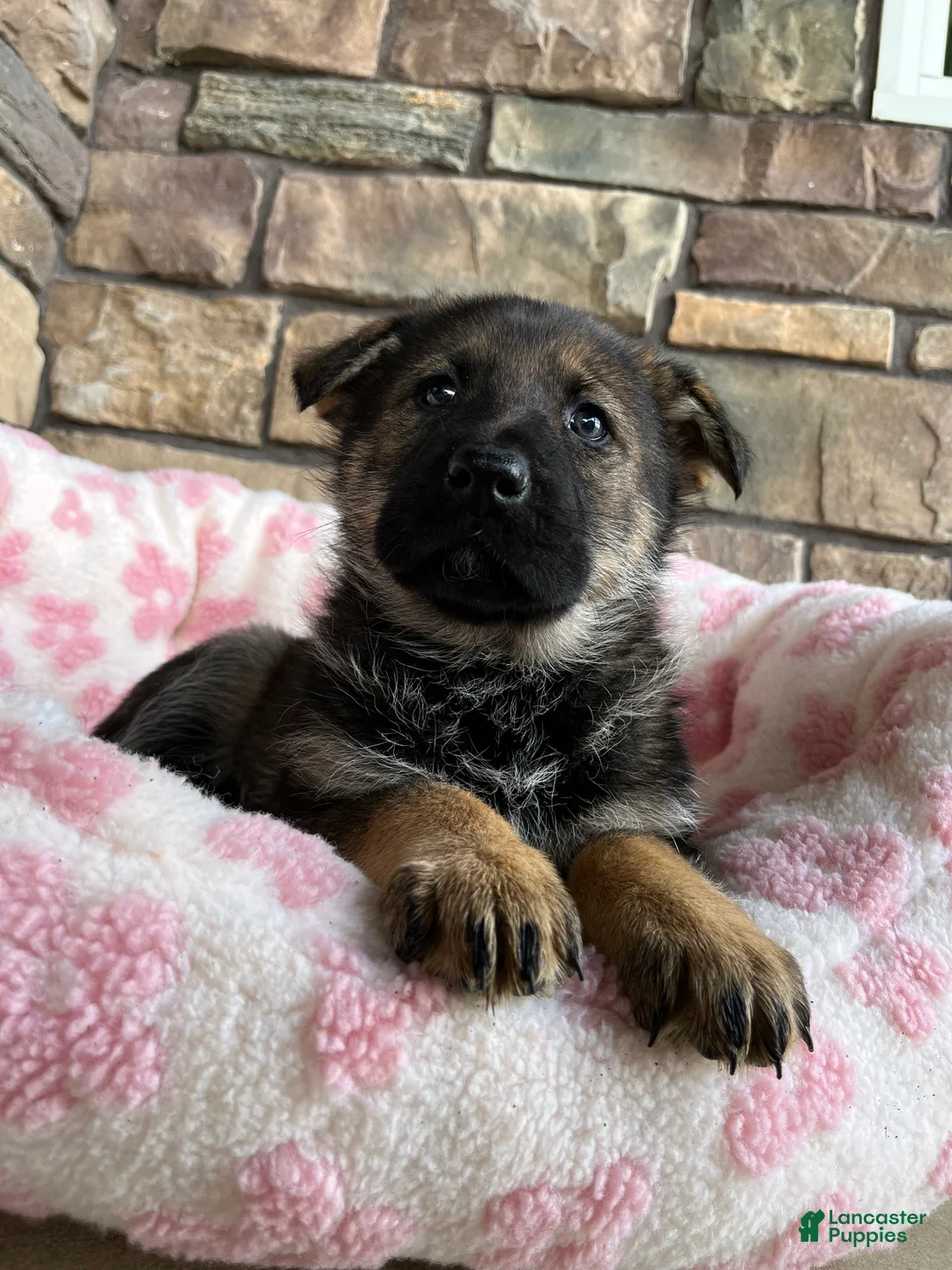 German Shepherd dogs for sale: Talia - Ad 4