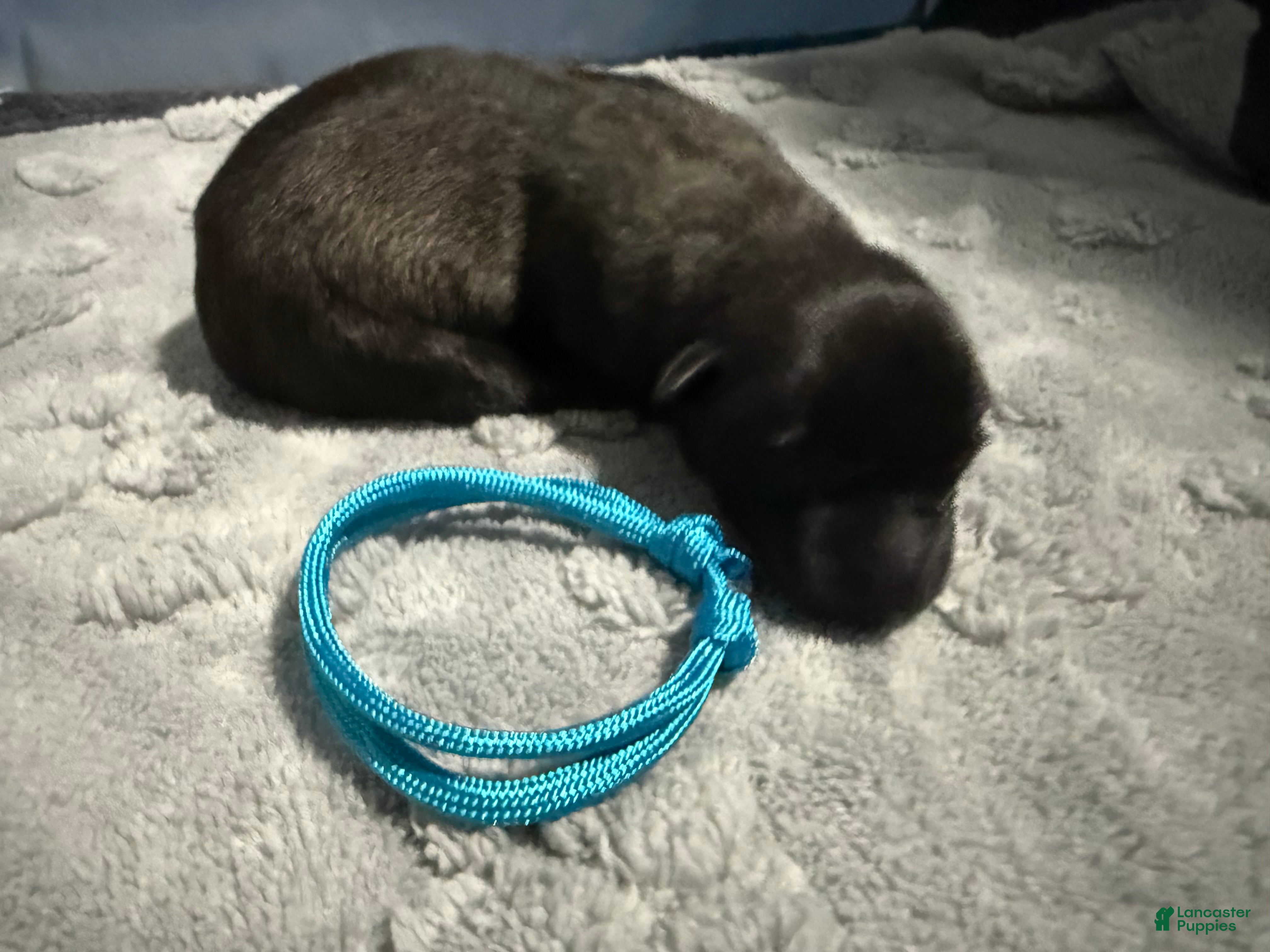 Belgian Malinois dogs for sale: Teal Collar - Ad 1