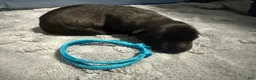 Belgian Malinois dogs for sale: Teal Collar - Ad 1