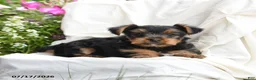 Yorkshire Terrier dogs for sale: Maisie - Ad 4