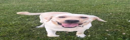 Labrador Retriever dogs for sale: Chloe - Ad 4