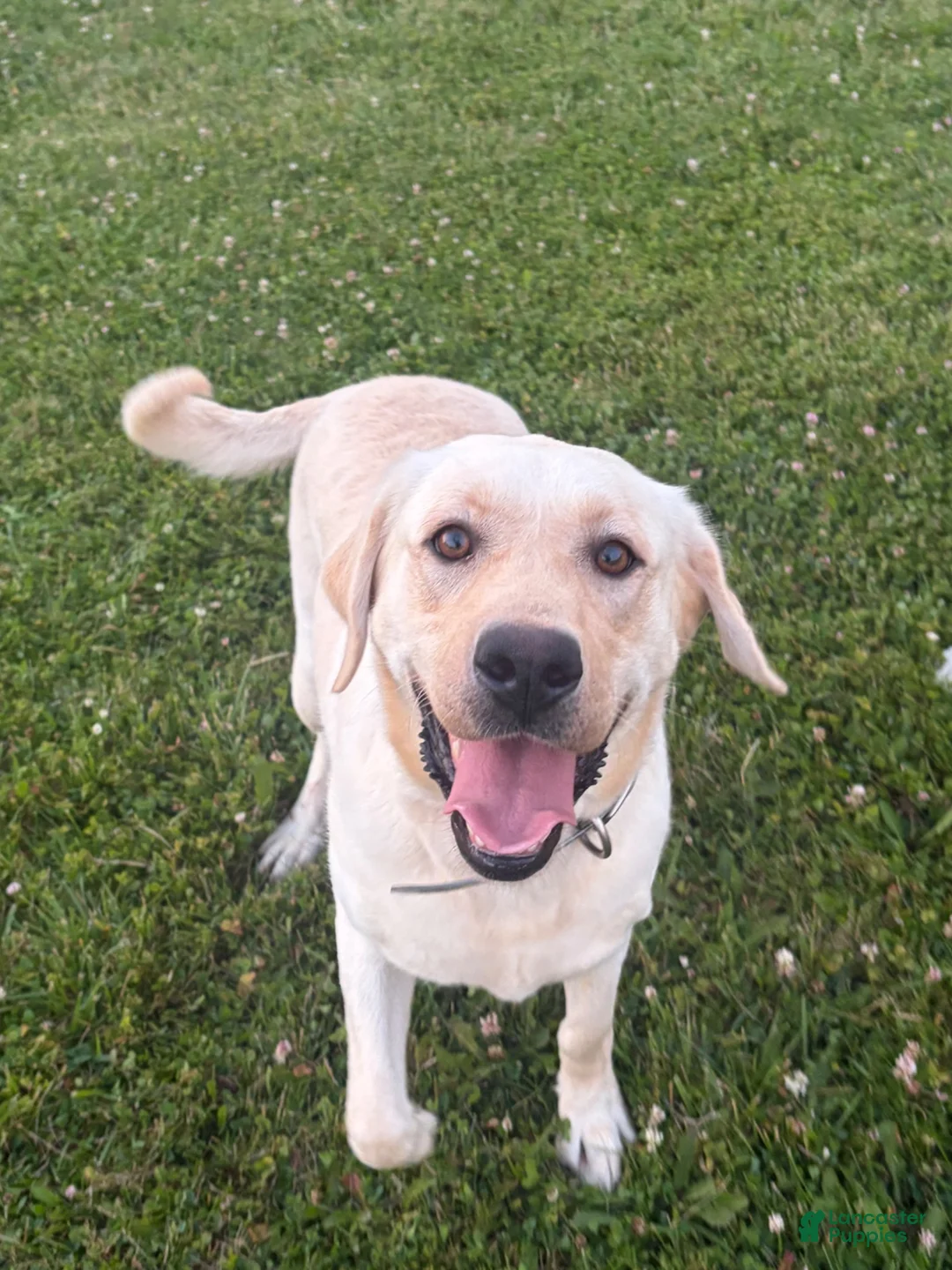 Labrador Retriever dogs for sale: Chloe - Ad 4