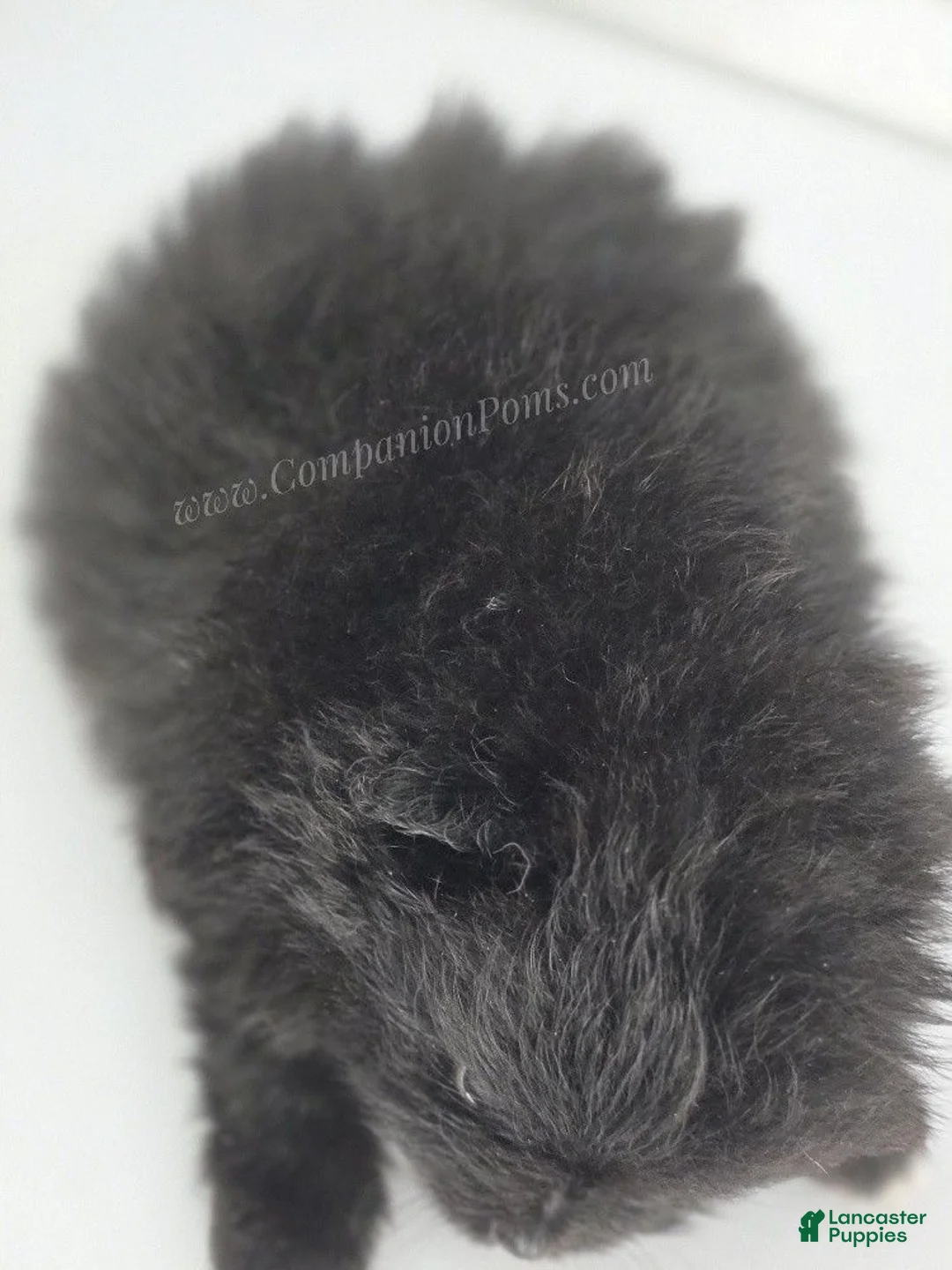 Pomeranian dogs for sale: Bubble's Black Boy - Ad 6