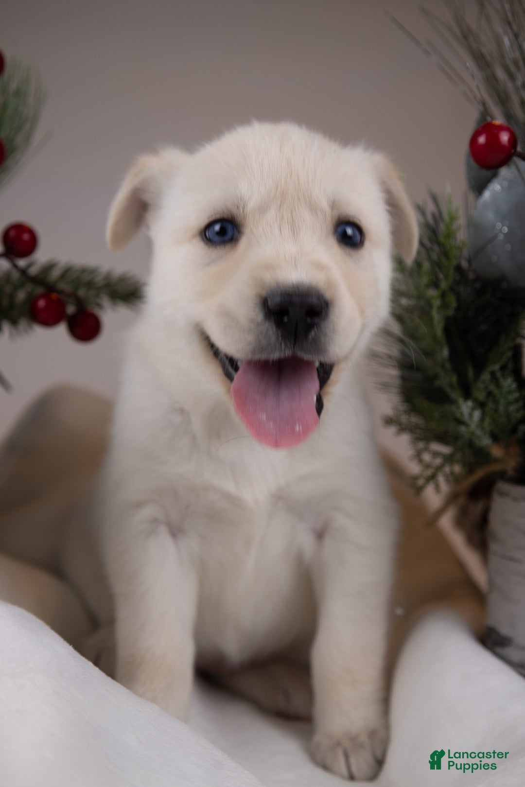 Goberian dogs for sale: Bear - Ad 5