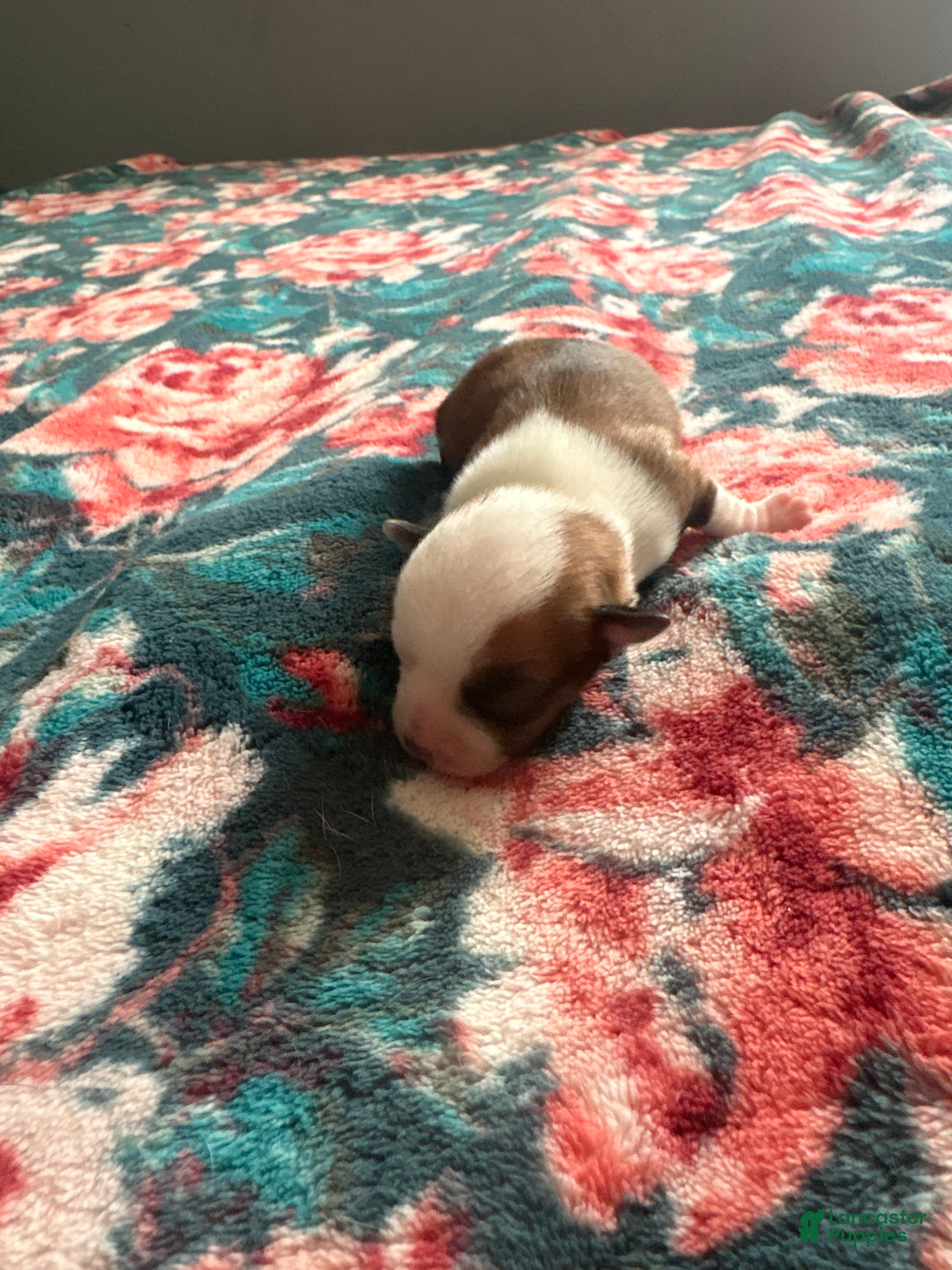 Chihuahua dogs Yogi  - Ad 2