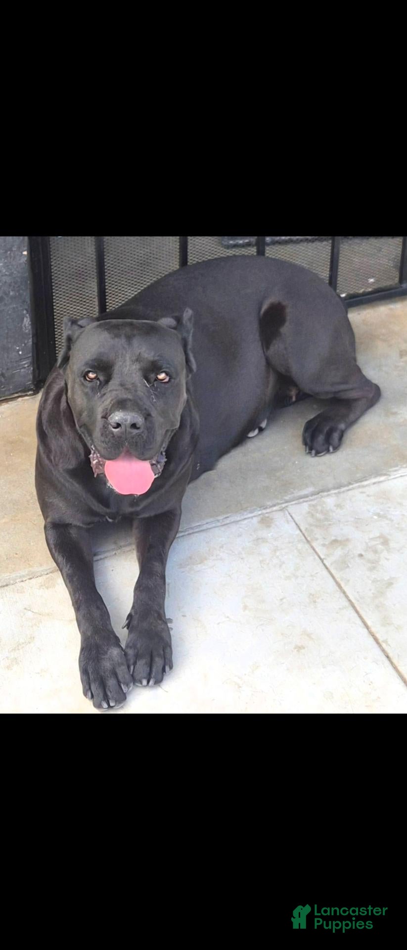 Cane Corso dogs Cane Corso 5 - Ad 2