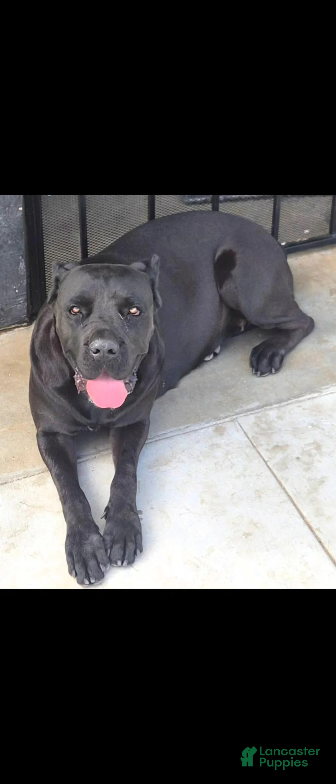 Cane Corso dogs for sale: Cane Corso 8 - Ad 2