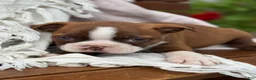 Boston Terrier dogs for sale: Kelli - Ad 4