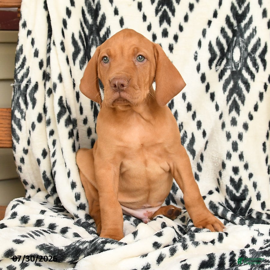 Vizsla dogs for sale: Kodiak - Ad 2