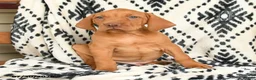 Vizsla dogs for sale: Kodiak - Ad 1