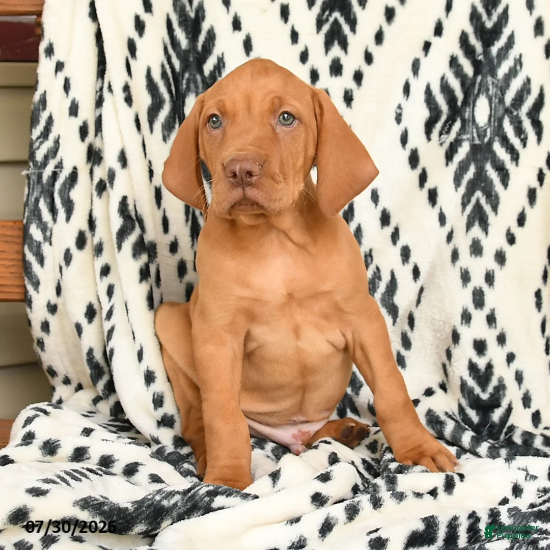 Vizsla dogs for sale: Kodiak - Ad 1