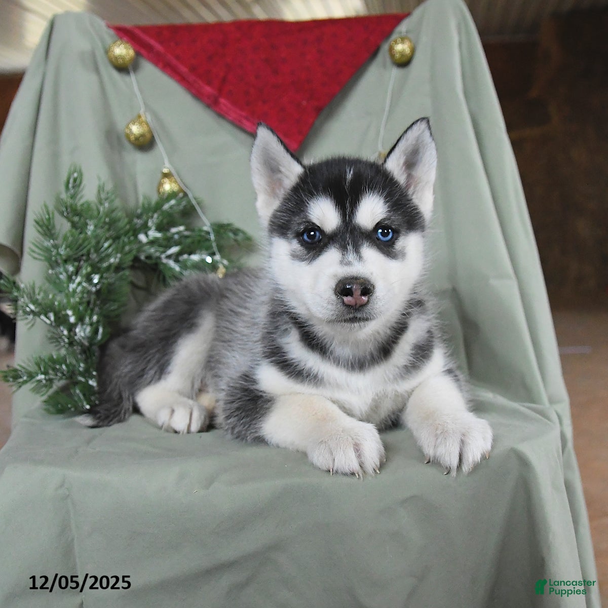 Siberian Husky dogs Cyrus - Ad 12