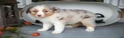 Australian Shepherd dogs for sale: Misty - Ad 3