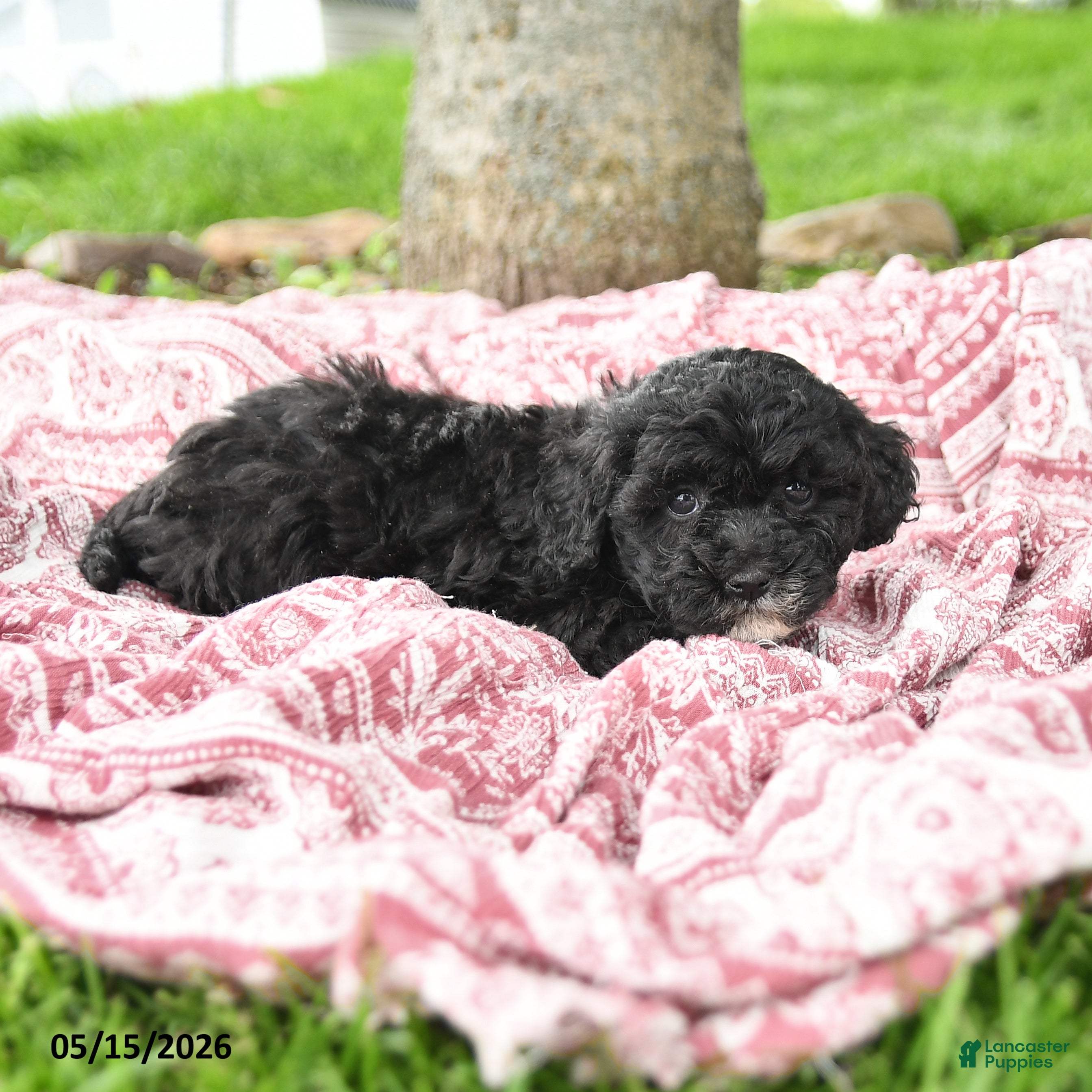 Maltipoo dogs Ira - Ad 1