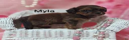 Shihpoo dogs for sale: Shihpoo Puppy 3 Mario - Ad 26