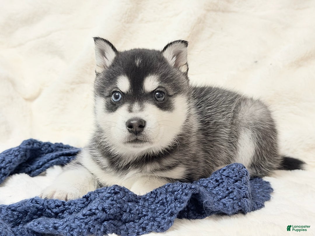 Alaskan Klee Kai dogs for sale: Balto  - Ad 1