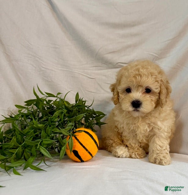 Toy Poodle dogs Kade - Ad 1