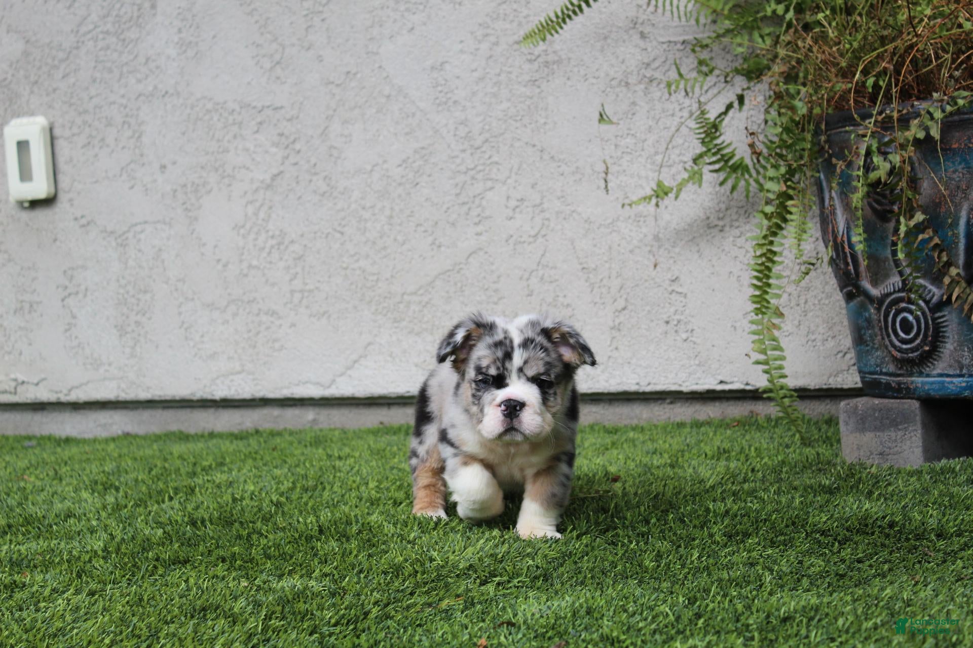English Bulldog dogs English Bulldog 1 - Ad 1