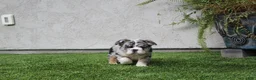 English Bulldog dogs for sale: English Bulldog 1 - Ad 1