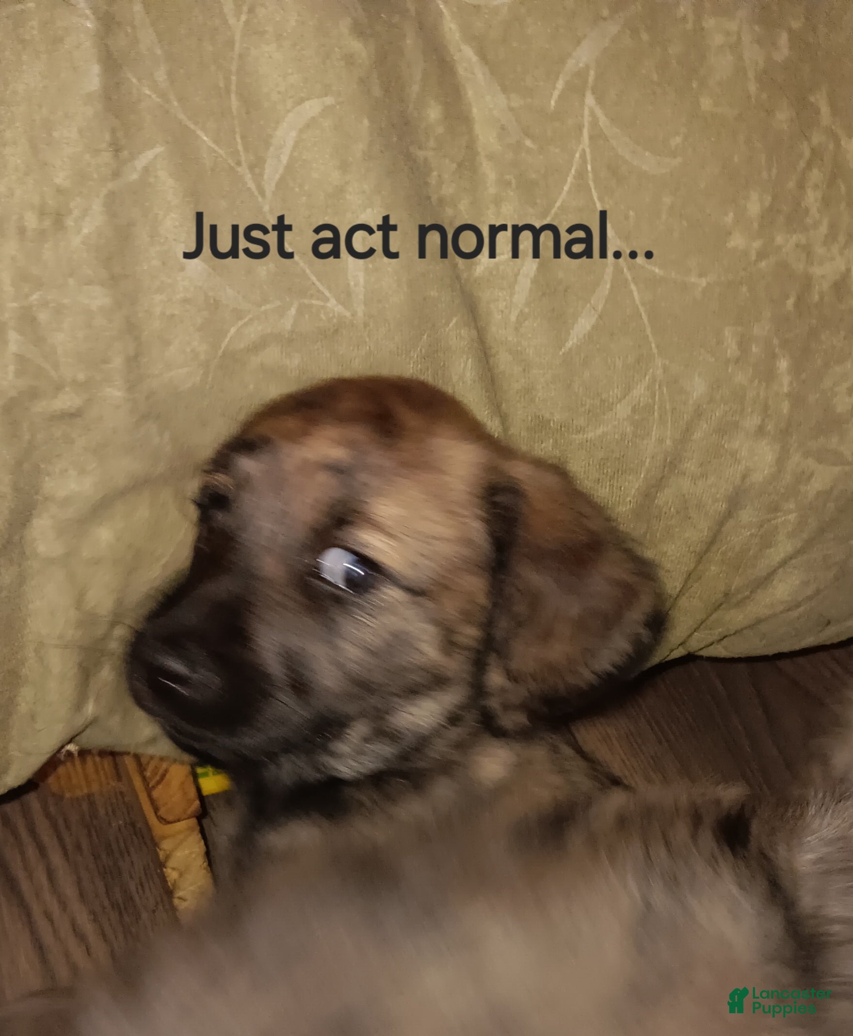 Labradoodle dogs Tiger lilly - Ad 12