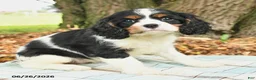 Cavalier King Charles Spaniel dogs for sale: Kami - Ad 3