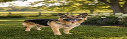 German Shepherd dogs for sale: German Shepherd 4 - Ad 14