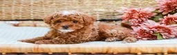 Toy Poodle dogs for sale: Bubbles - Ad 8
