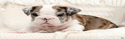 English Bulldog dogs for sale: Jaxson - Ad 3