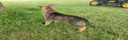 German Shepherd dogs for sale: Girl - Ad 3