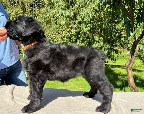 Black Russian Terrier dogs Girl 1 - Ad 1